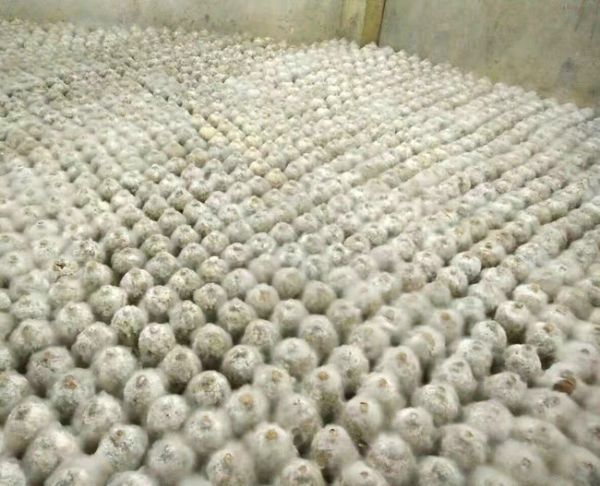 桑皮紙 (15).jpg